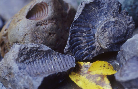 Fossil collecting tours